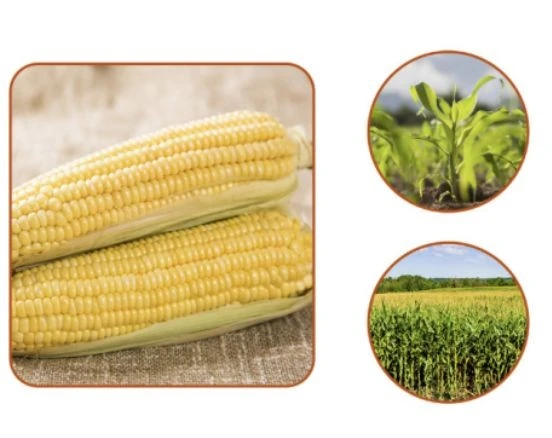 Corn Oil 5 Litre suppliers